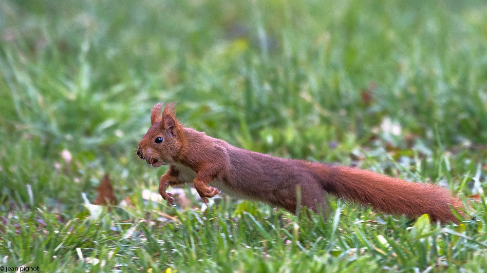 ecureuil qui 03 2018-5.jpg