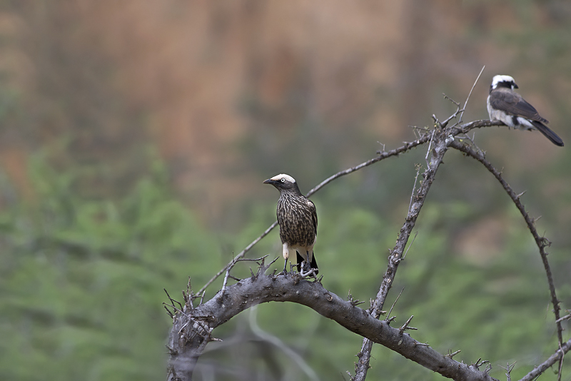 starling blanc couronné.jpg