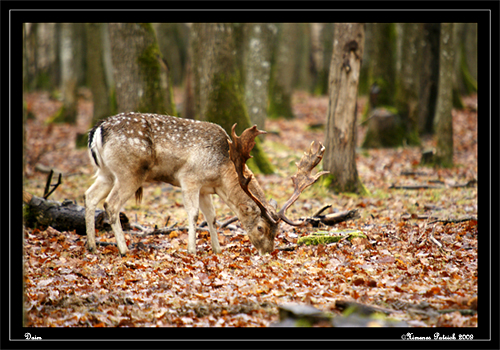 DSC08989.jpg