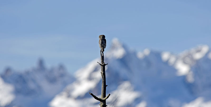 chevêchette-poste-de-chant.jpg