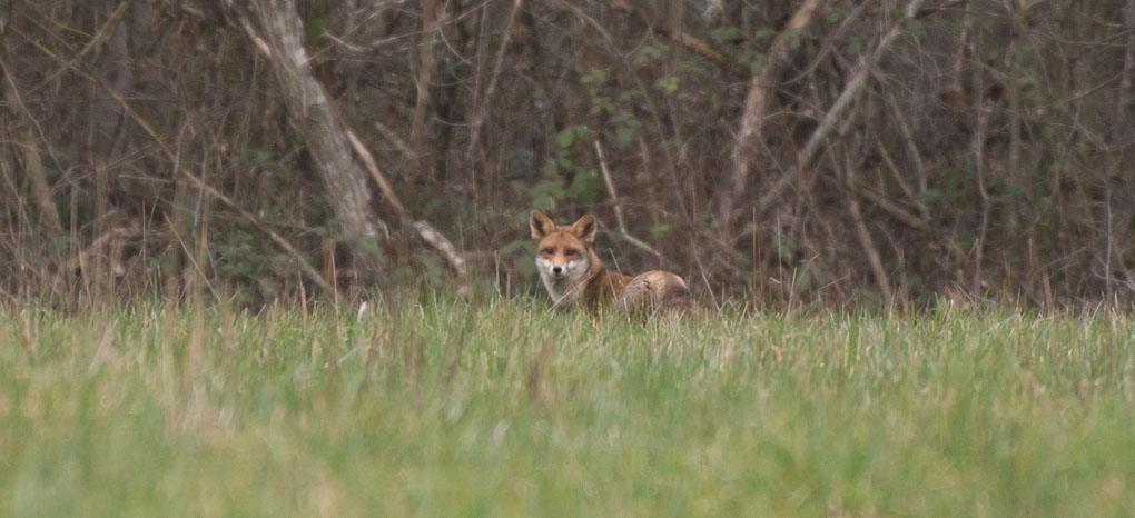 Renard-2.jpg