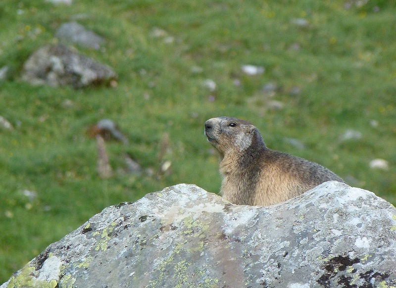 marmotte 2.jpg