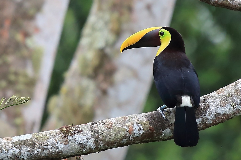 54 Toucan tocard.jpg