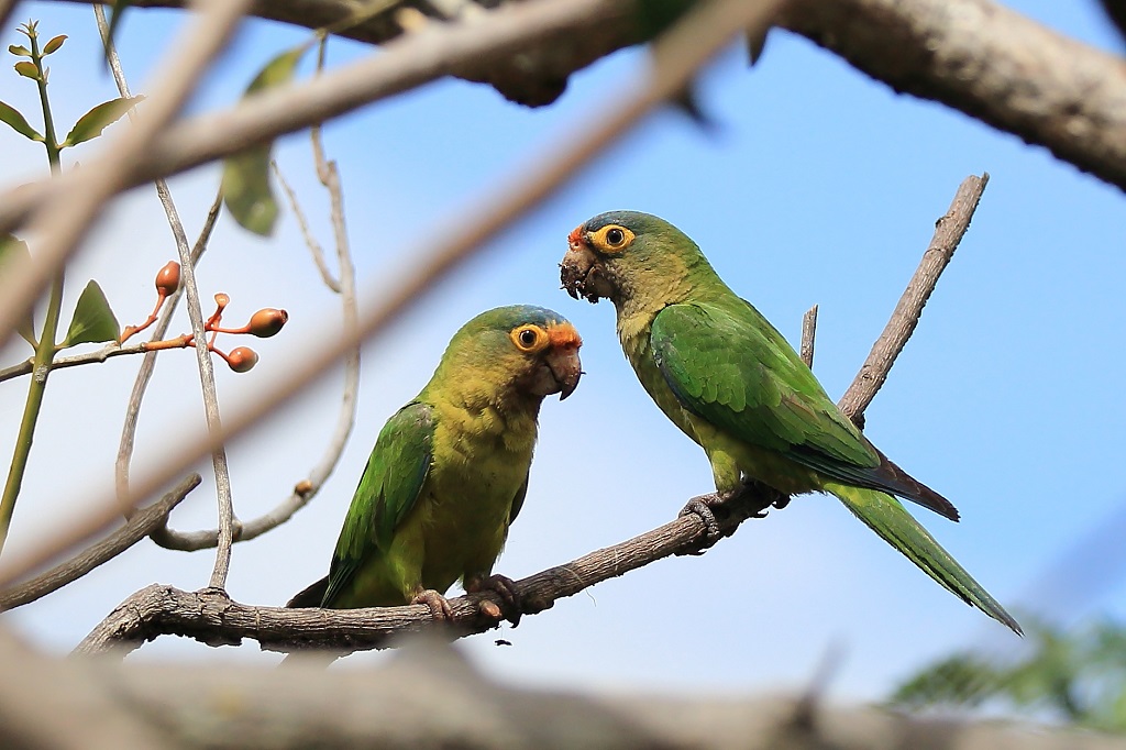 51 Conure à front rouge.jpg