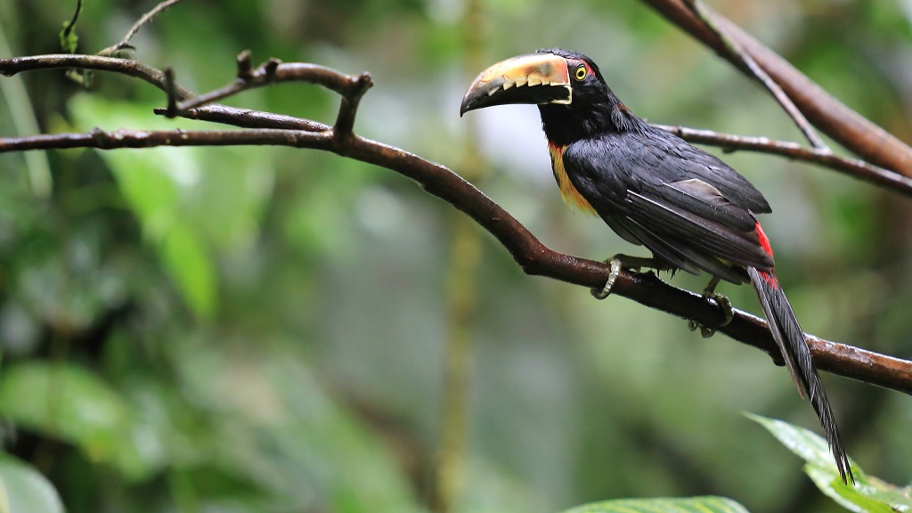 53 Araçari à collier.jpg