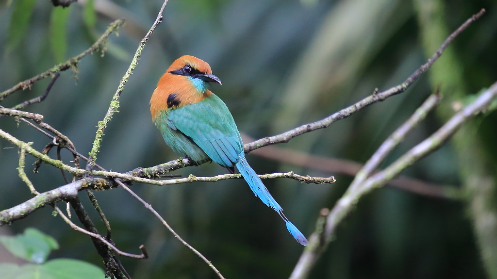 67 Motmot à bec large.jpg