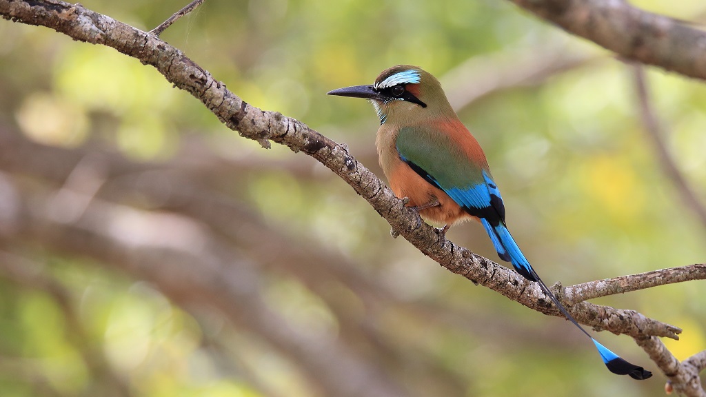 69 Motmot à sourcils bleus.jpg