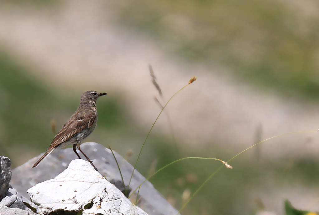 Pipit spioncelle 12 IN.jpg