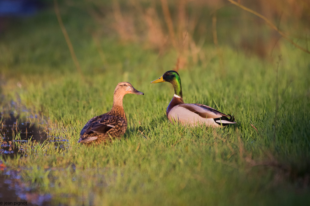 billebeaude 04 2018-3.jpg