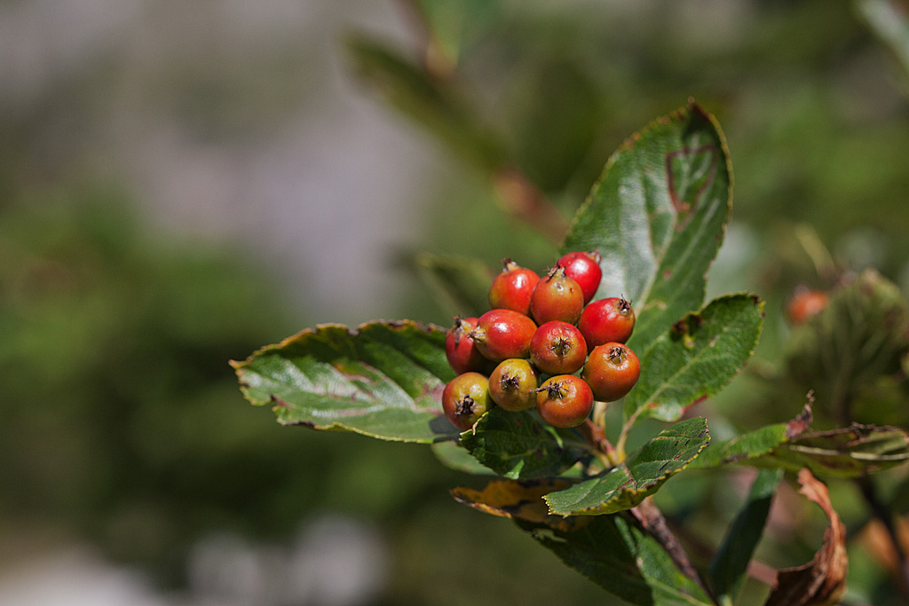 alisier blanc fruits IN.jpg