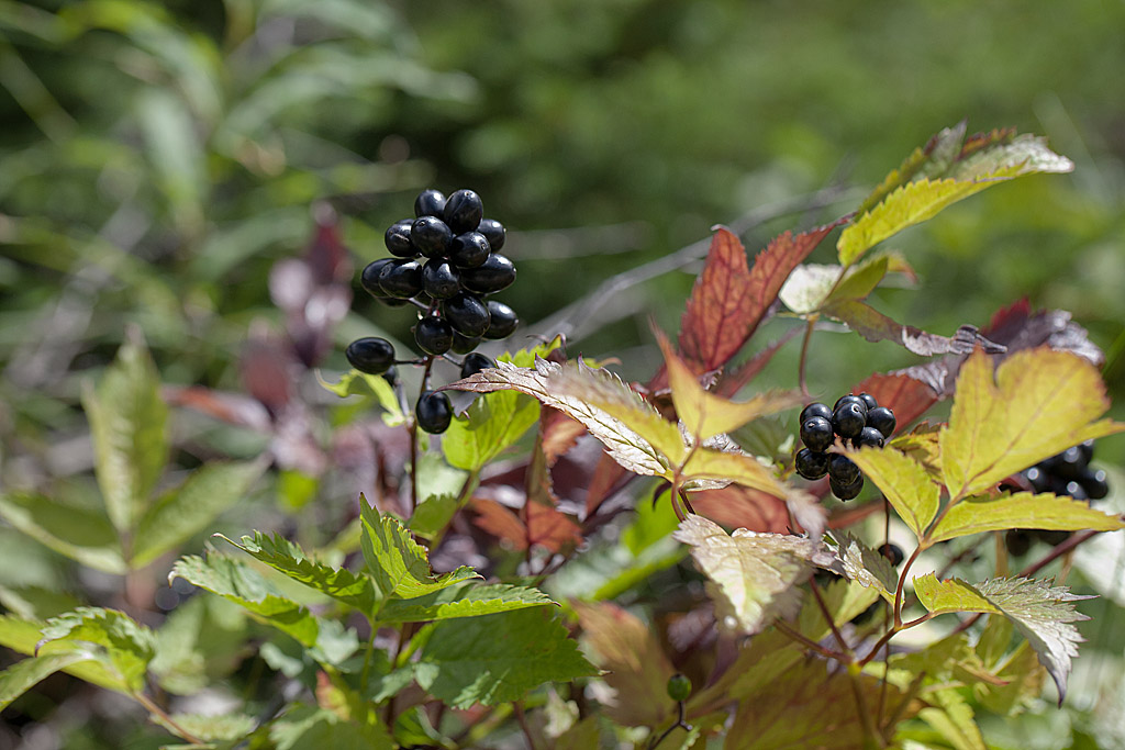 Ateae spicata (Actée en épis) IN.jpg