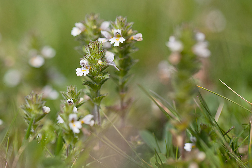 Euphraise officinale IN.jpg