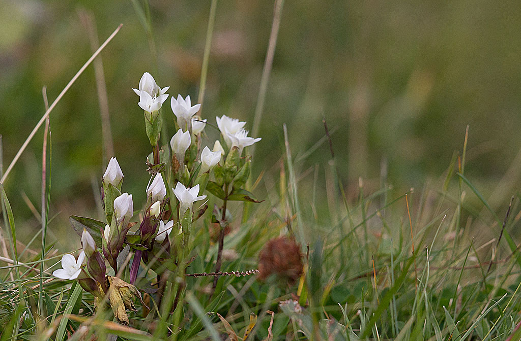 Gentianella germanica forme blanche 3 IN.jpg