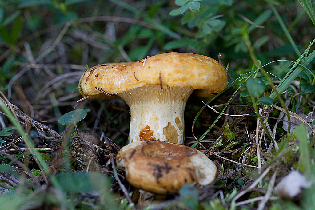 Lactarius scrobiculatus - Lactaire scrobiculé IN.jpg