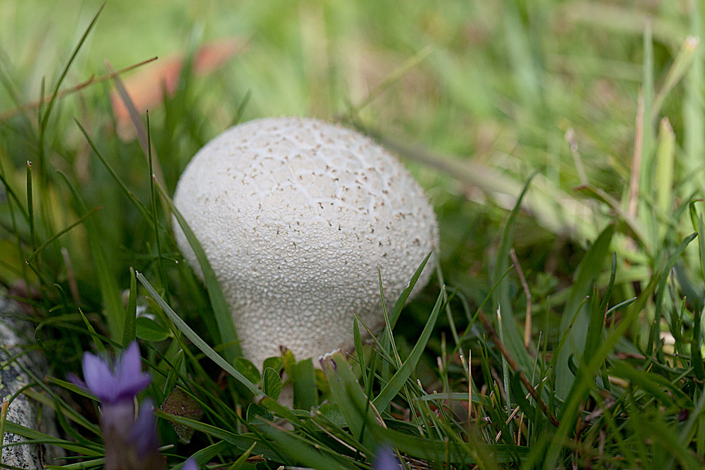 Calvatia utriformis -Calvaire en outre 1 IN.jpg