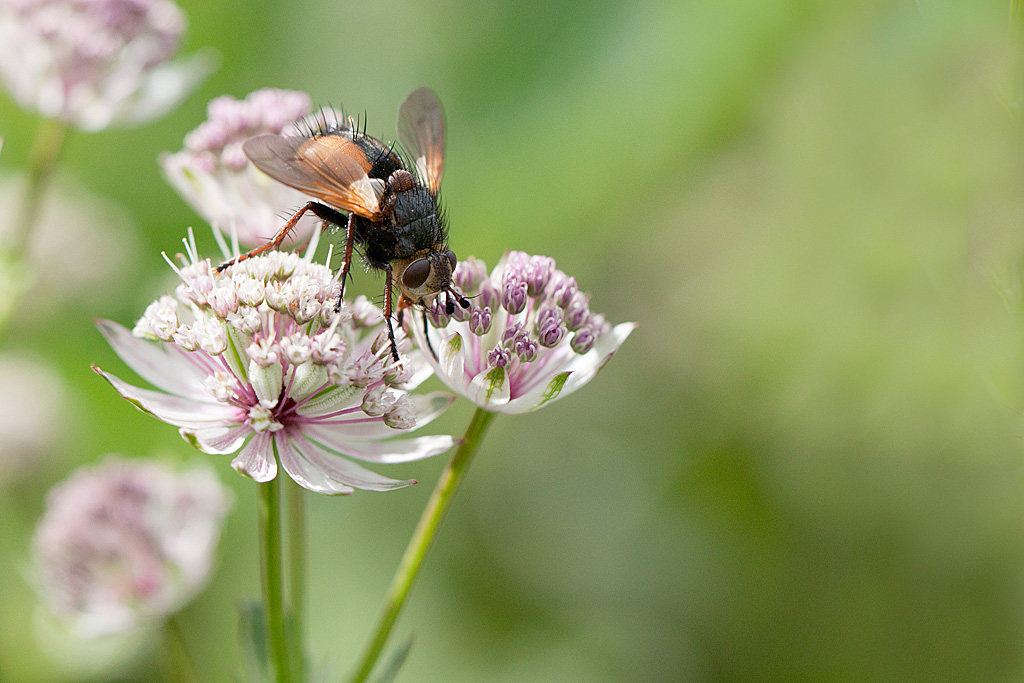 Tachina fera 6 IN.jpg