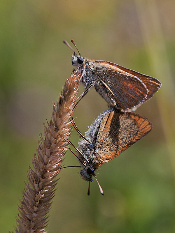 Thymelicus sp 1 IN.jpg