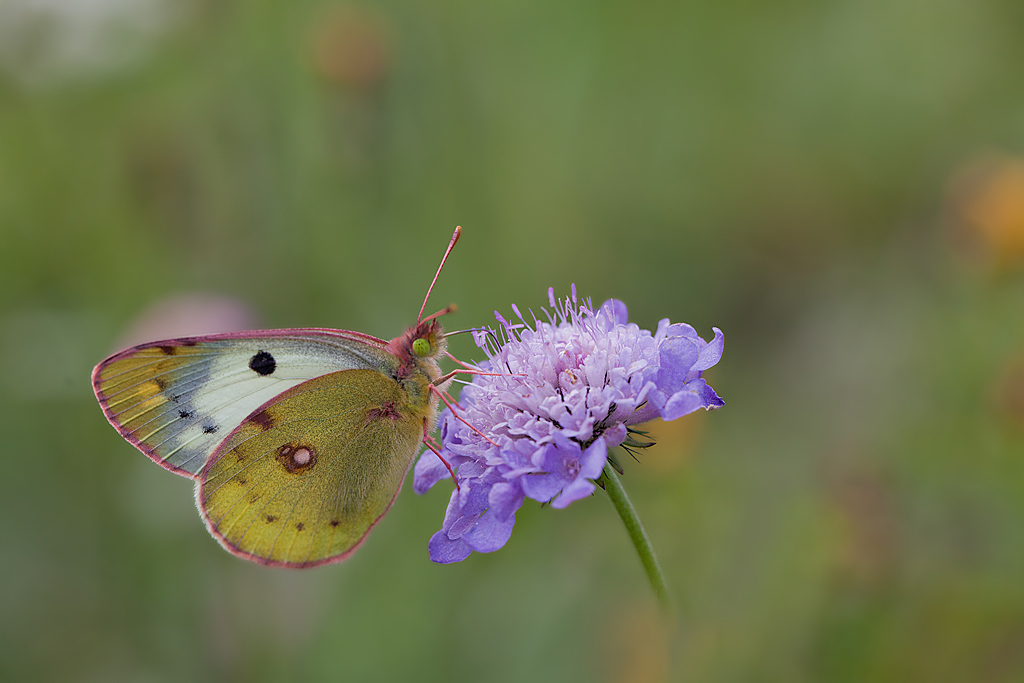 Le Fluoré (Colias alfacariensis) F1 IN.jpg