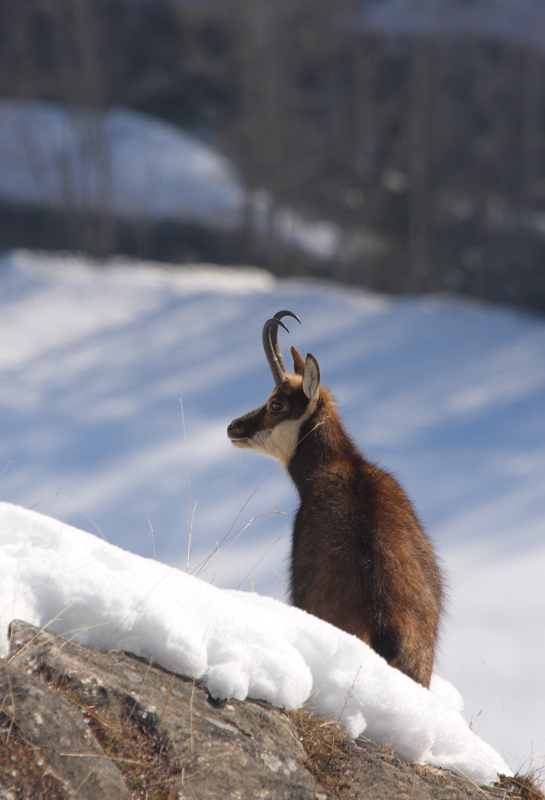 bouc-05.03.jpg