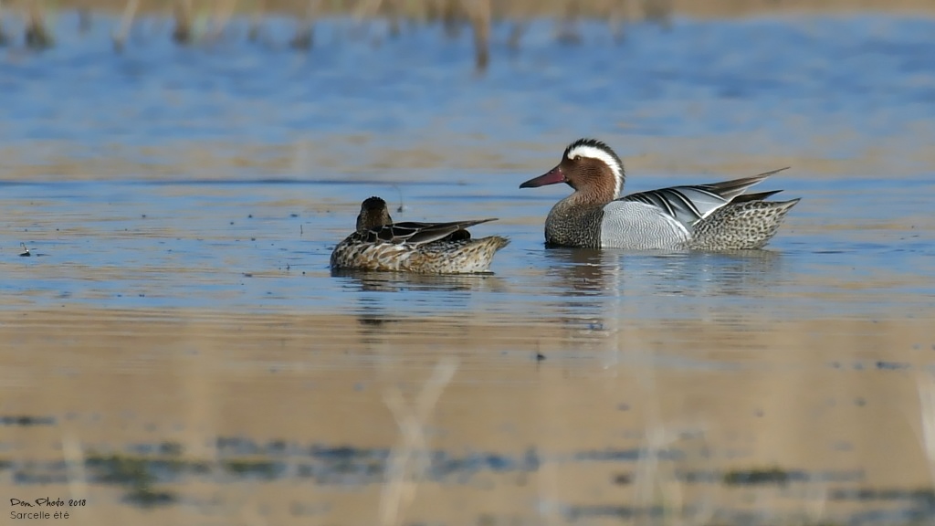 DSC_3103IN.jpg