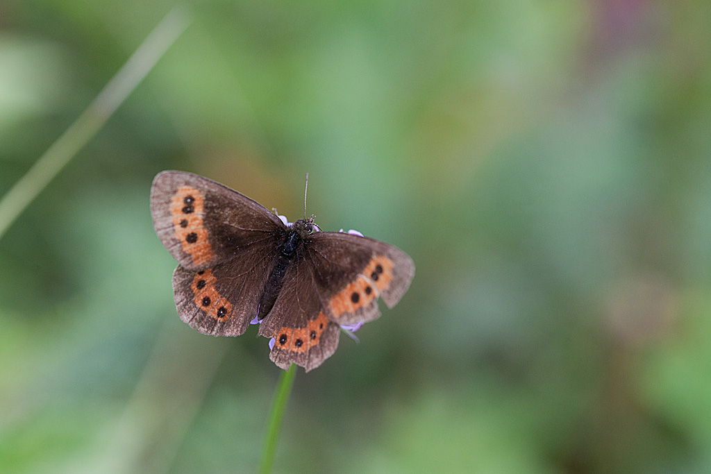 Le Moiré blanc-fascié (Erebia ligea) 5 IN.jpg