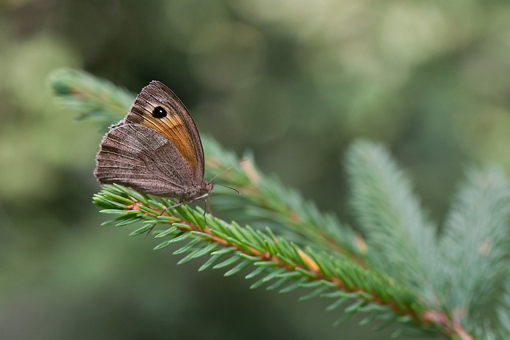 Le Moié sylvicole (Erebia aethiops) 1 IN.jpg