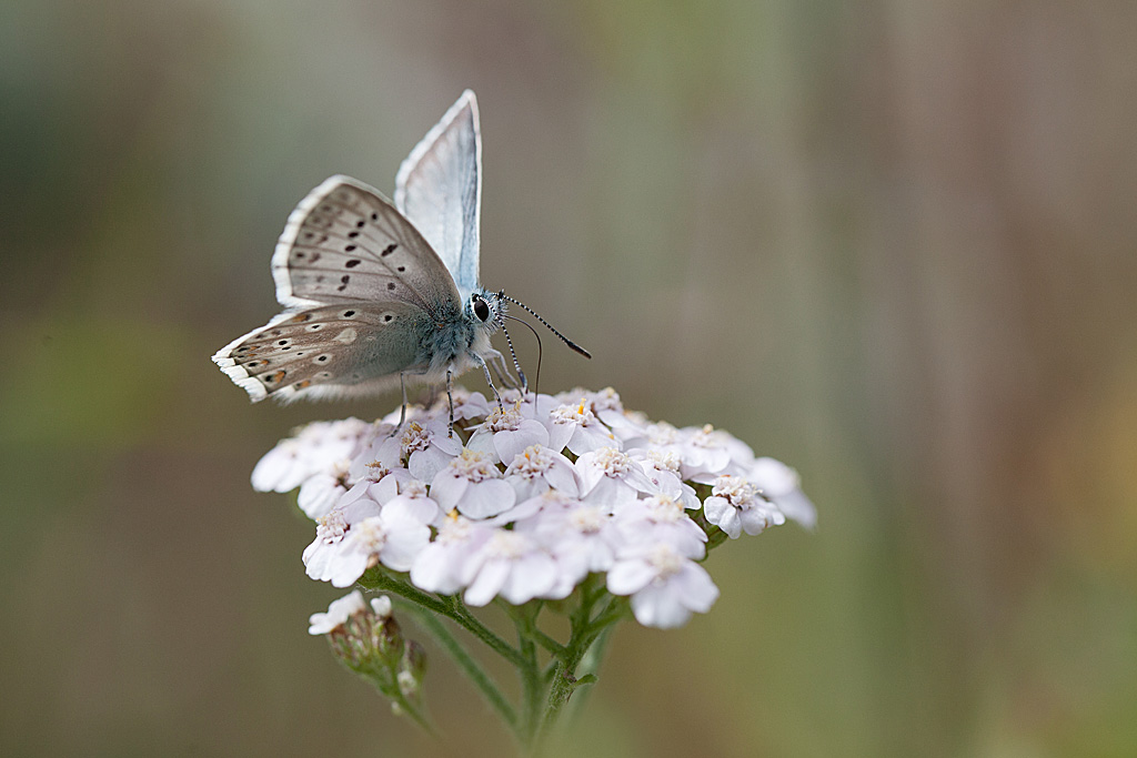 L'Argus bleu-nacré Lysandra coridon 11 IN.jpg
