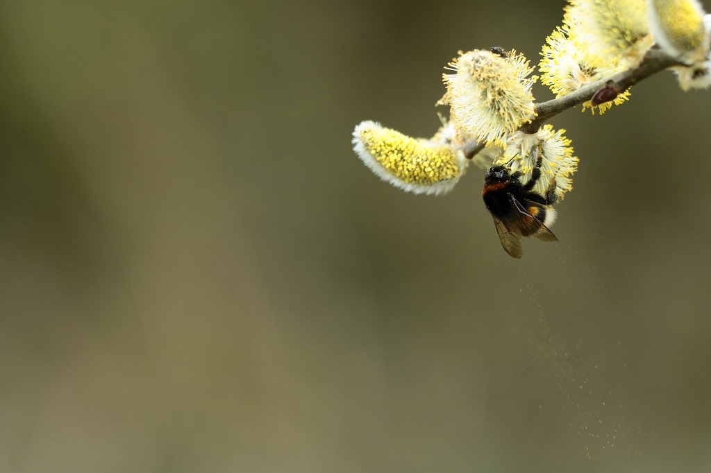 3 IMG_BOMBUS.JPG