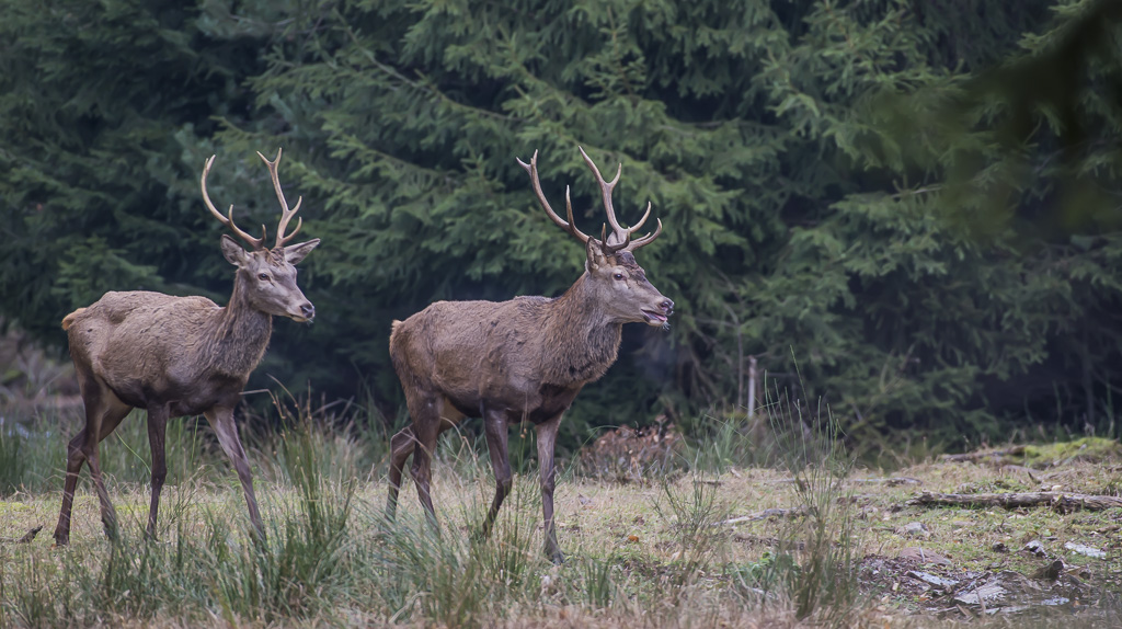 DSC_7617.jpg