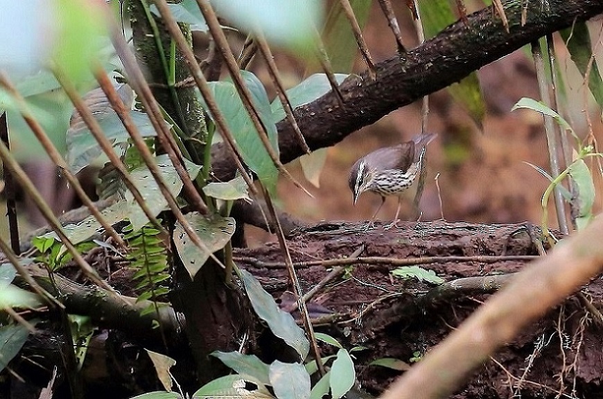 104 Paruline hochequeue.jpg