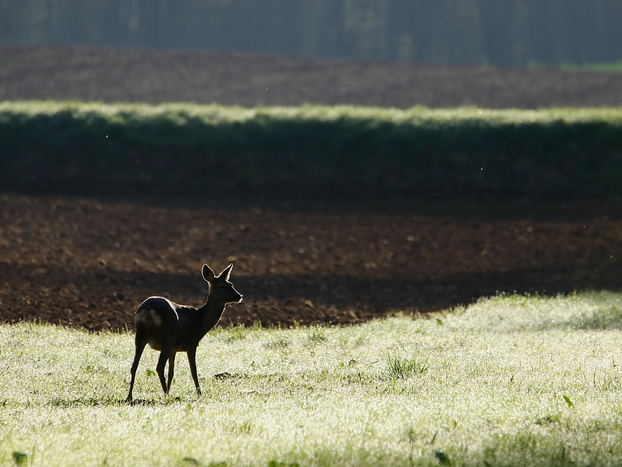 _MG_3202ch.JPG