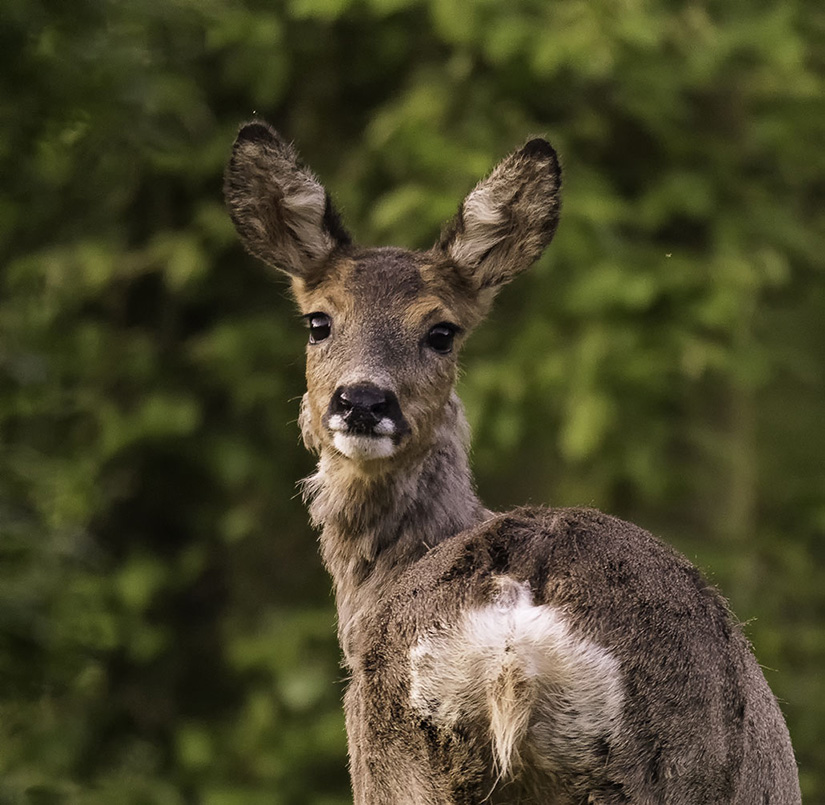 DSC_7335.jpg