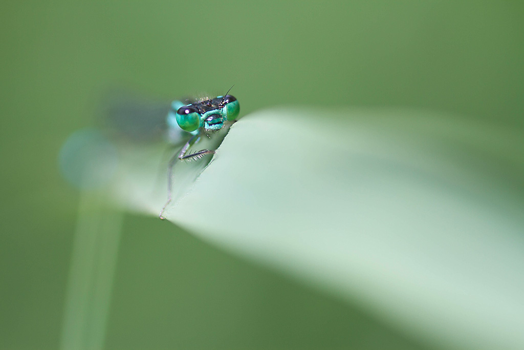 agrion110712.jpg