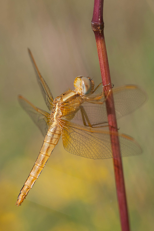 libellules010709-2.jpg