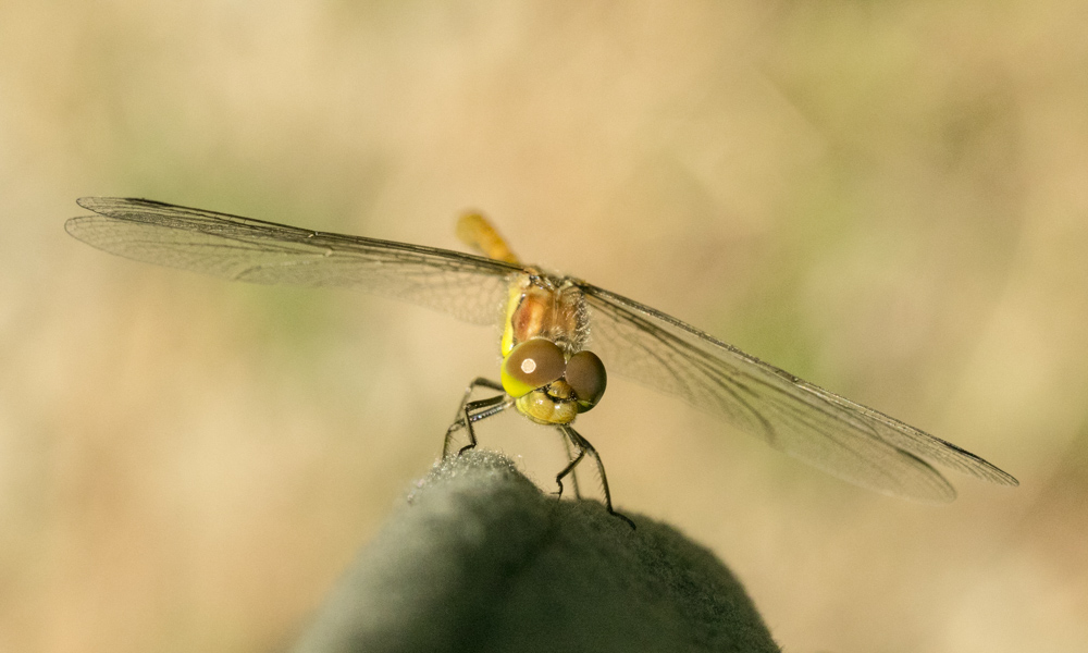 libellule 2-4160.jpg