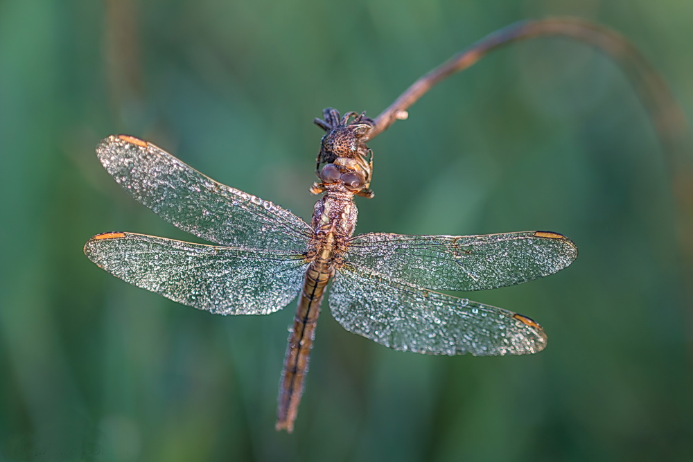 libellule 05-08-2017 01.jpg