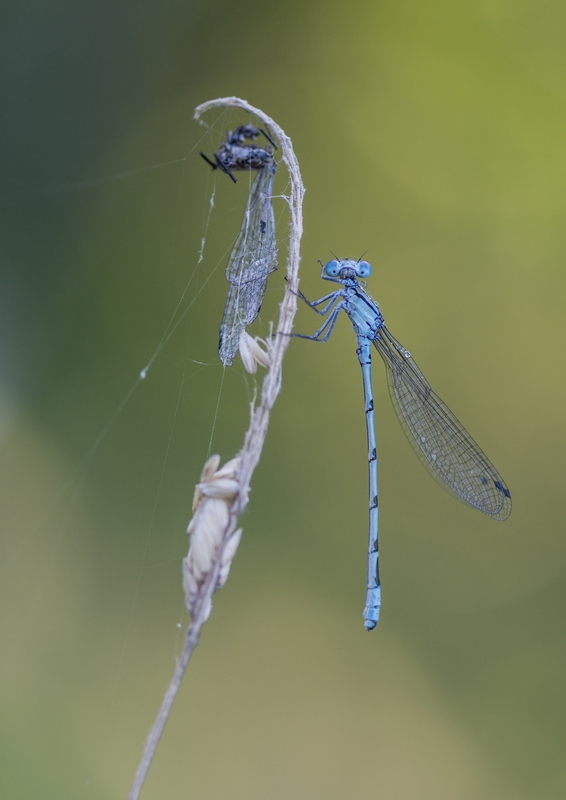 Agrion 2.jpg