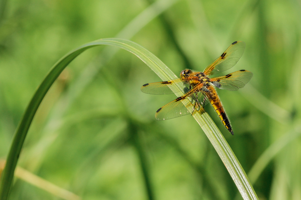 Libellula quadrimaculata(2017-05-23_Périgny__MG_2205).jpg