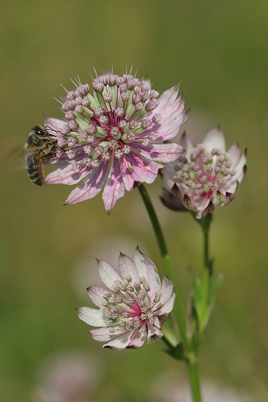 Astrantia major IN.jpg