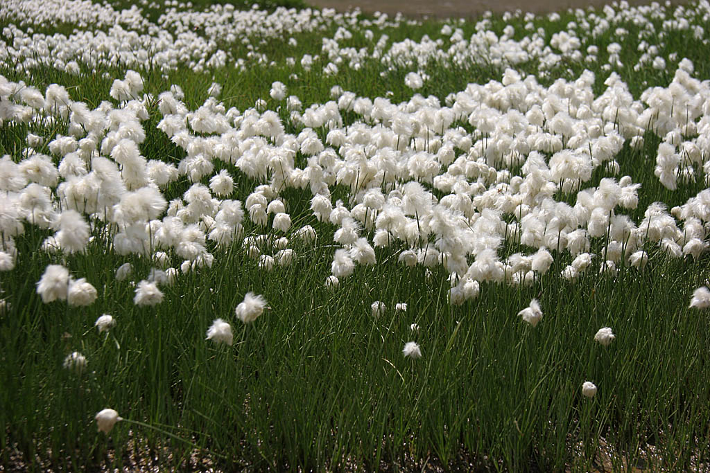 Eriophorum vaginatum 2 IN.jpg