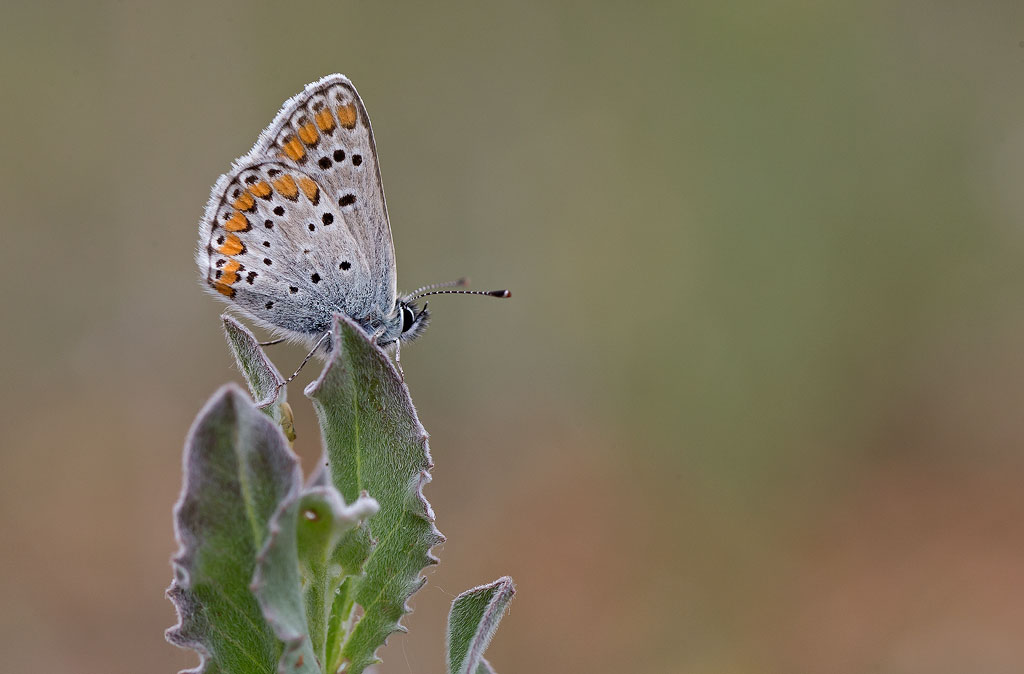 Azuré des coronilles - Plebejus argyrognomon.jpg