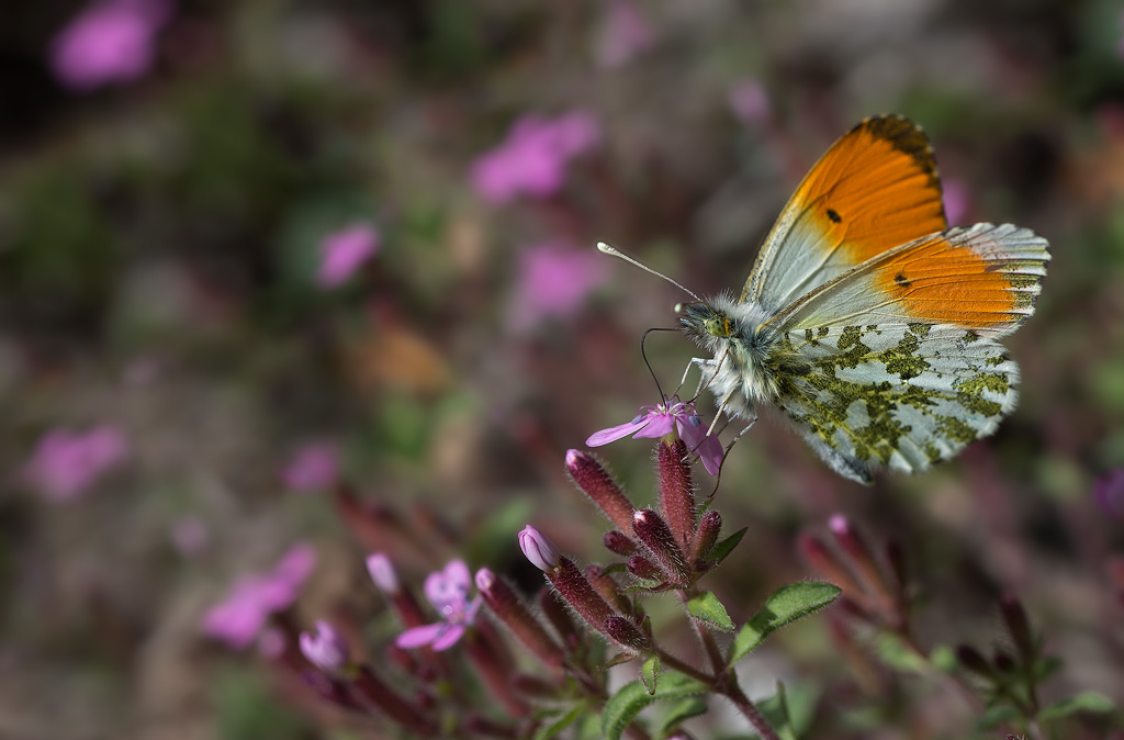 Aurore - Anthocharis cardamines.jpg