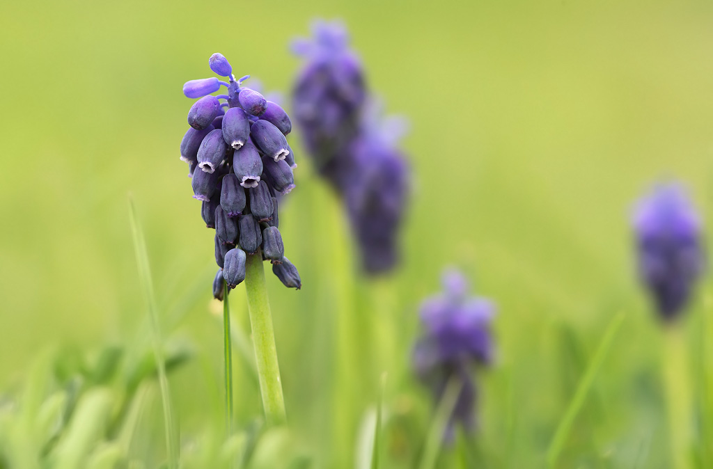Muscari à grappe - Muscari neglectum.jpg