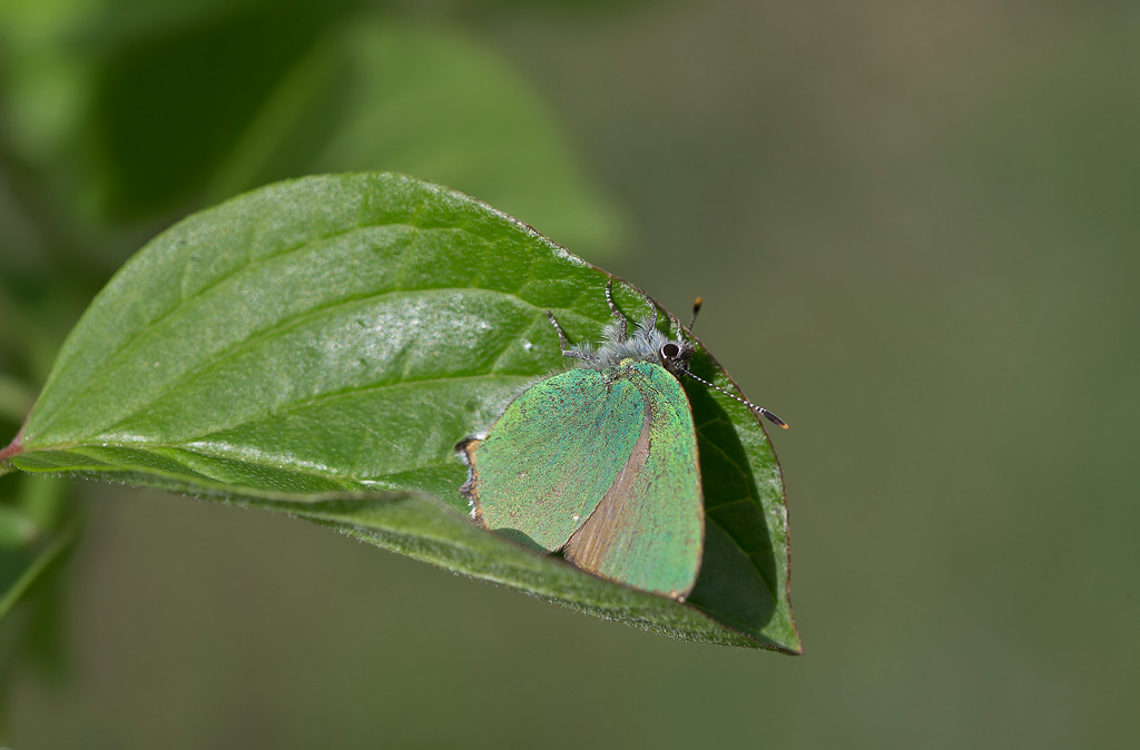 Argus vert-Callophrys rubi.jpg