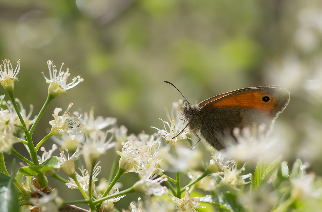 Procris-Coenonympha pamphilus.jpg