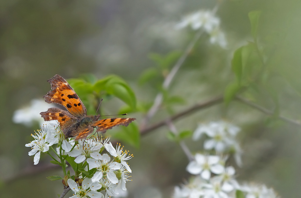 Robert le diable-Polygonia c-album.jpg
