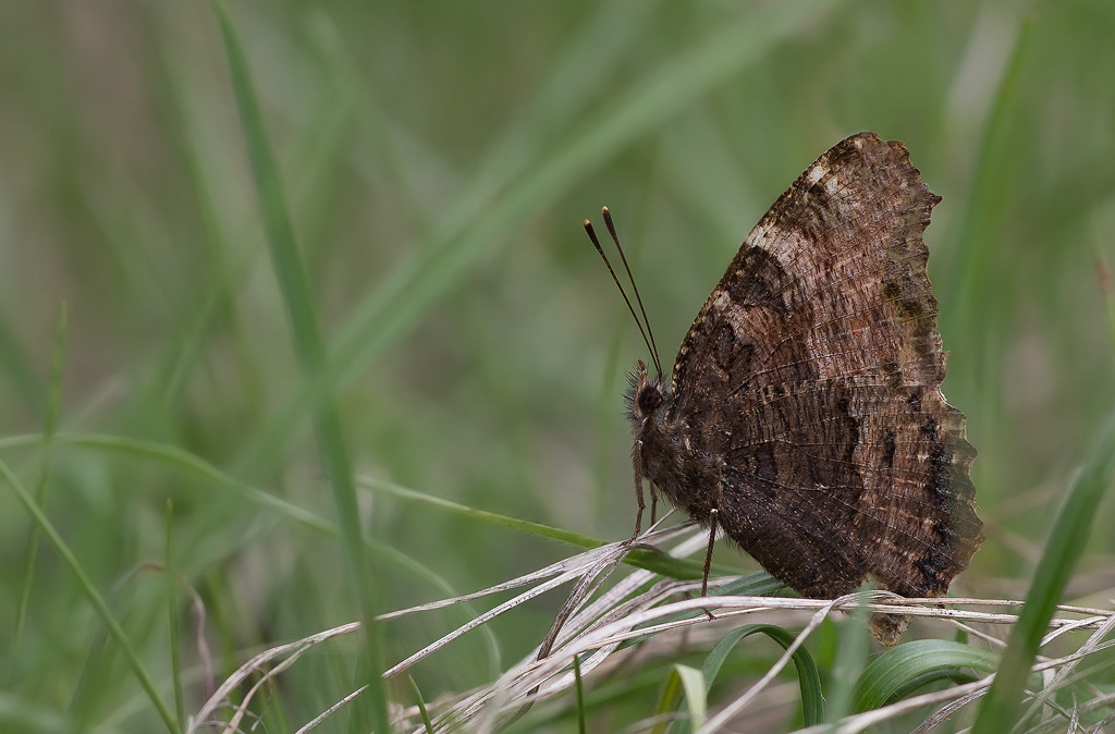 Grande tortue - Nymphalis polychloros.jpg