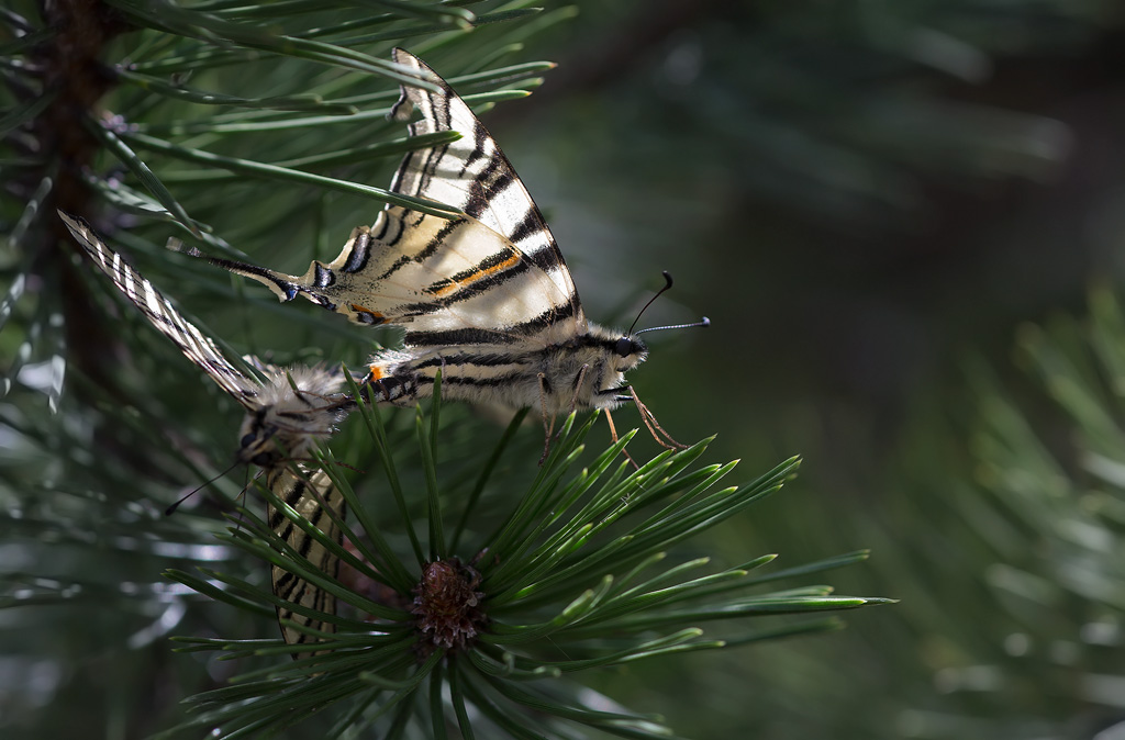 Flambé-Iphiclides podalirius.jpg