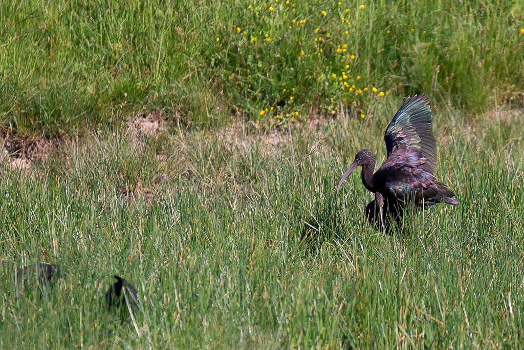 IMG_2307.jpg