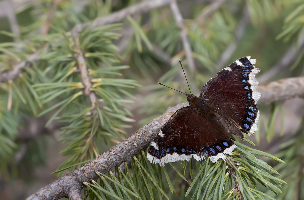 Morio - Nymphalis antiopa.jpg